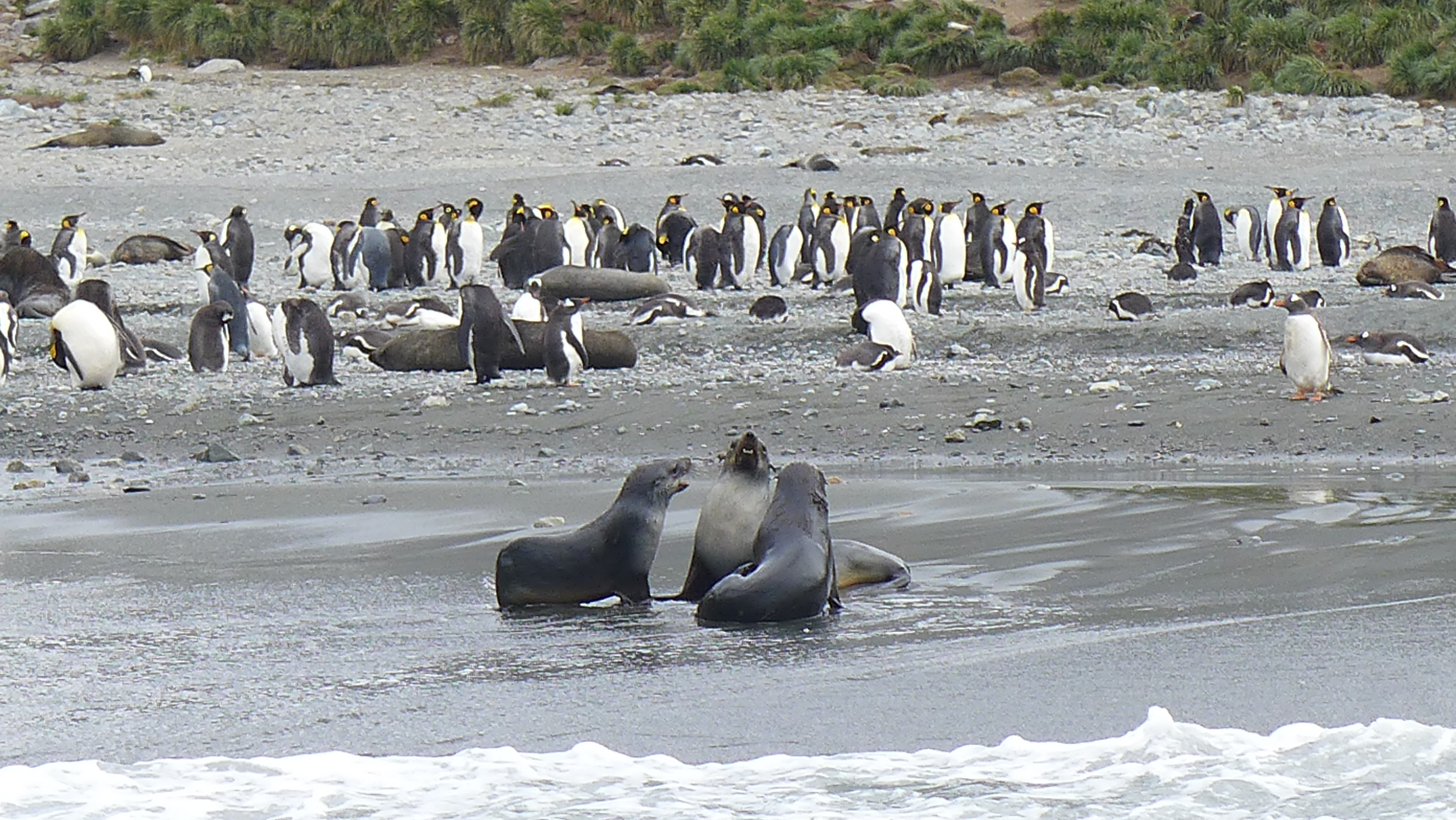 PengSeaLion